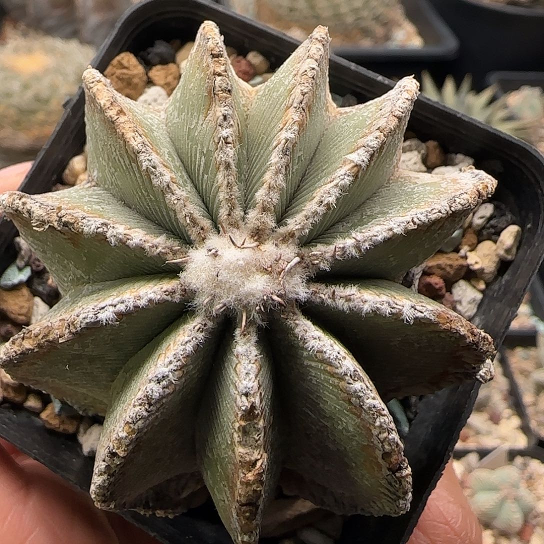 辛顿仙人球11111111111111