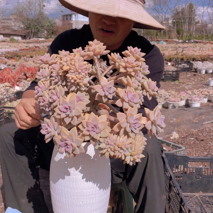 208淡雪缀化一物一拍