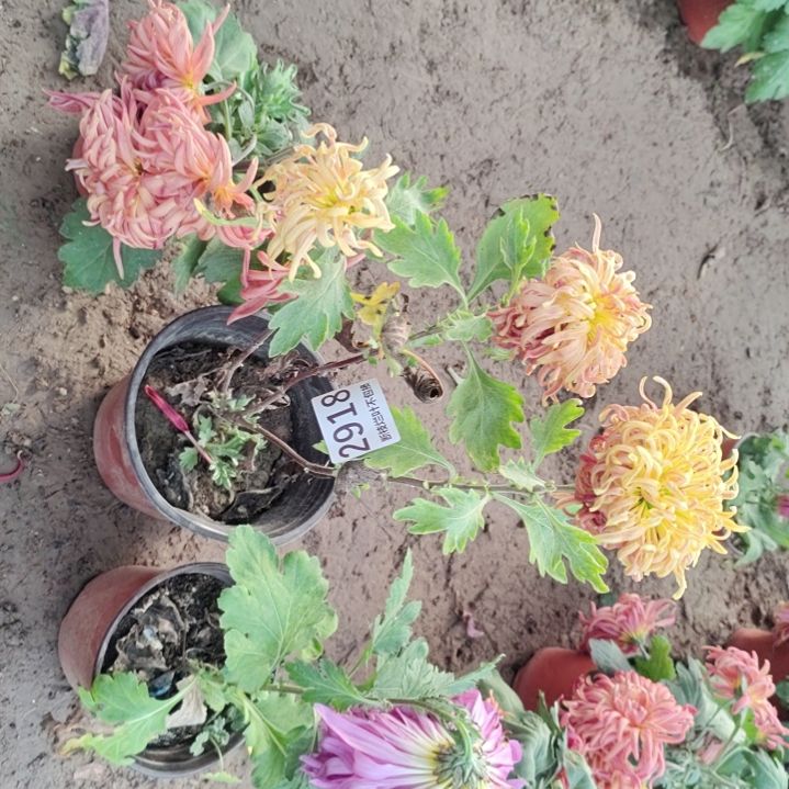 完全开放无售后土球发货老根剪花发货一物一拍2918