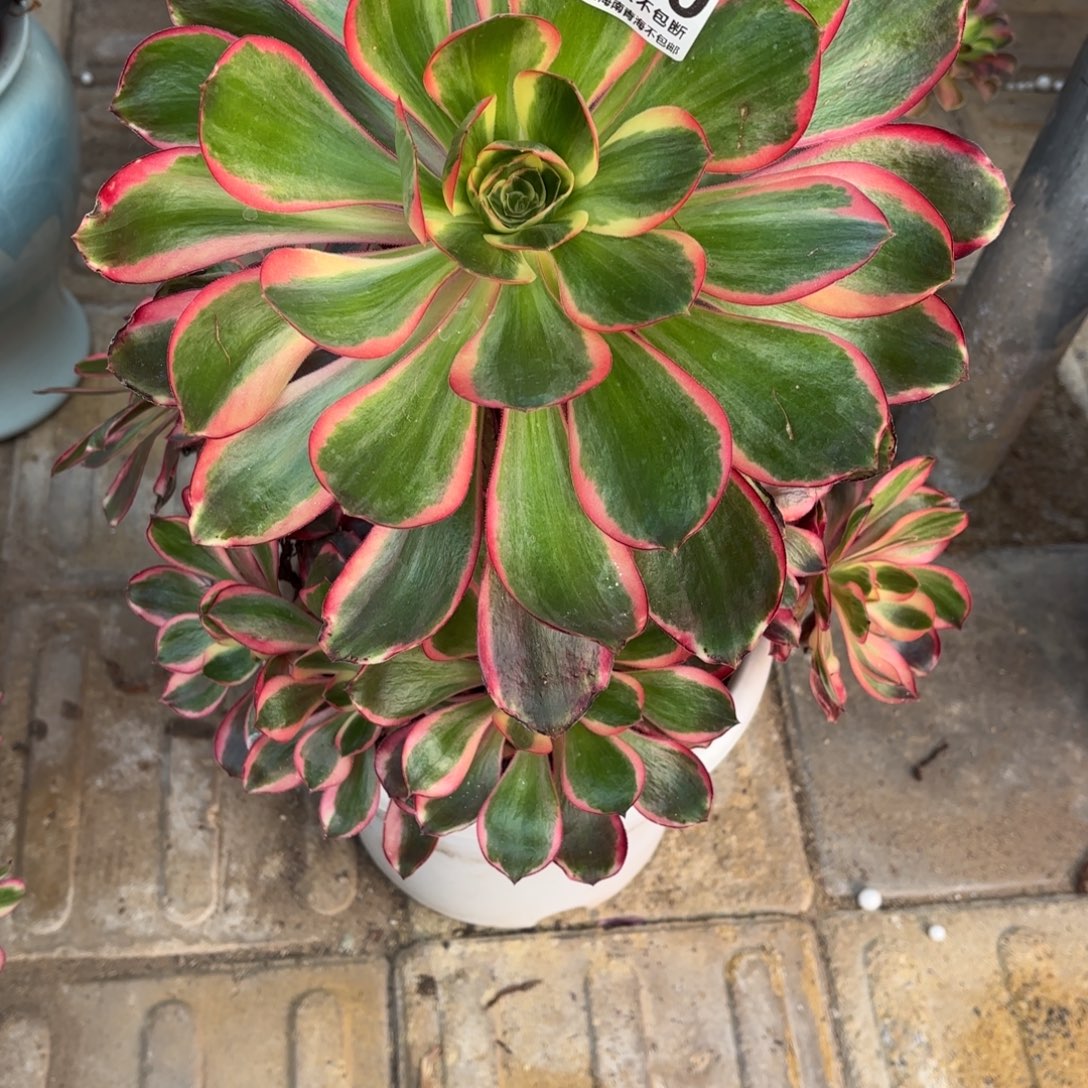 1棚法师红魔女270红魔女