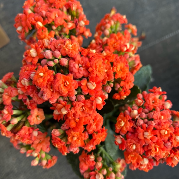 【小米橙】 110盆  拍够两单发货