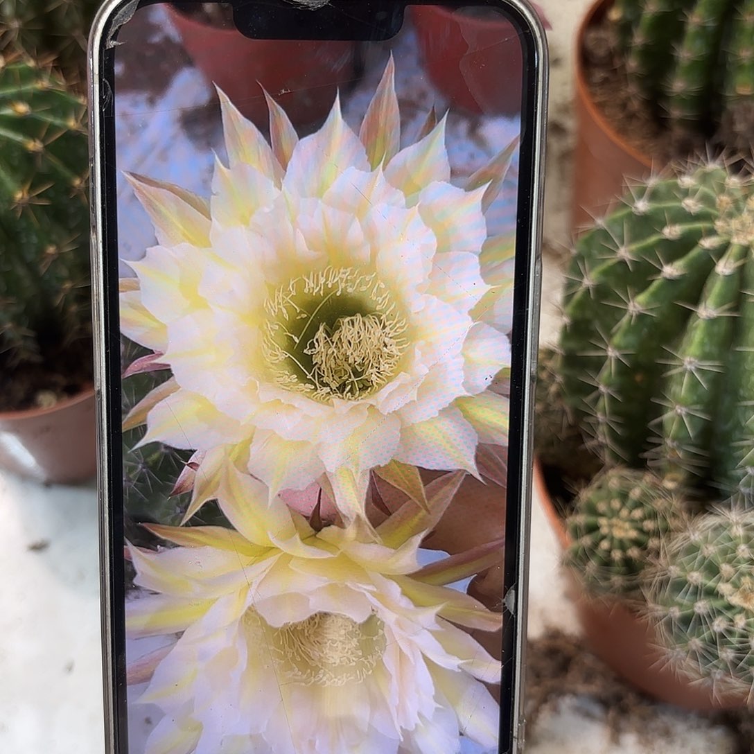 彩草青青黄白11号8公分有干皮