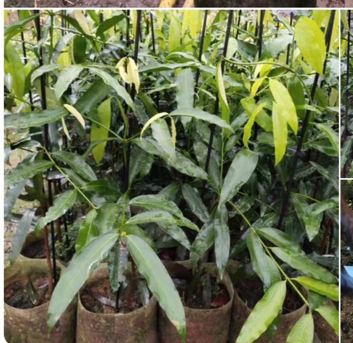 花卉仿宋，绿植园艺