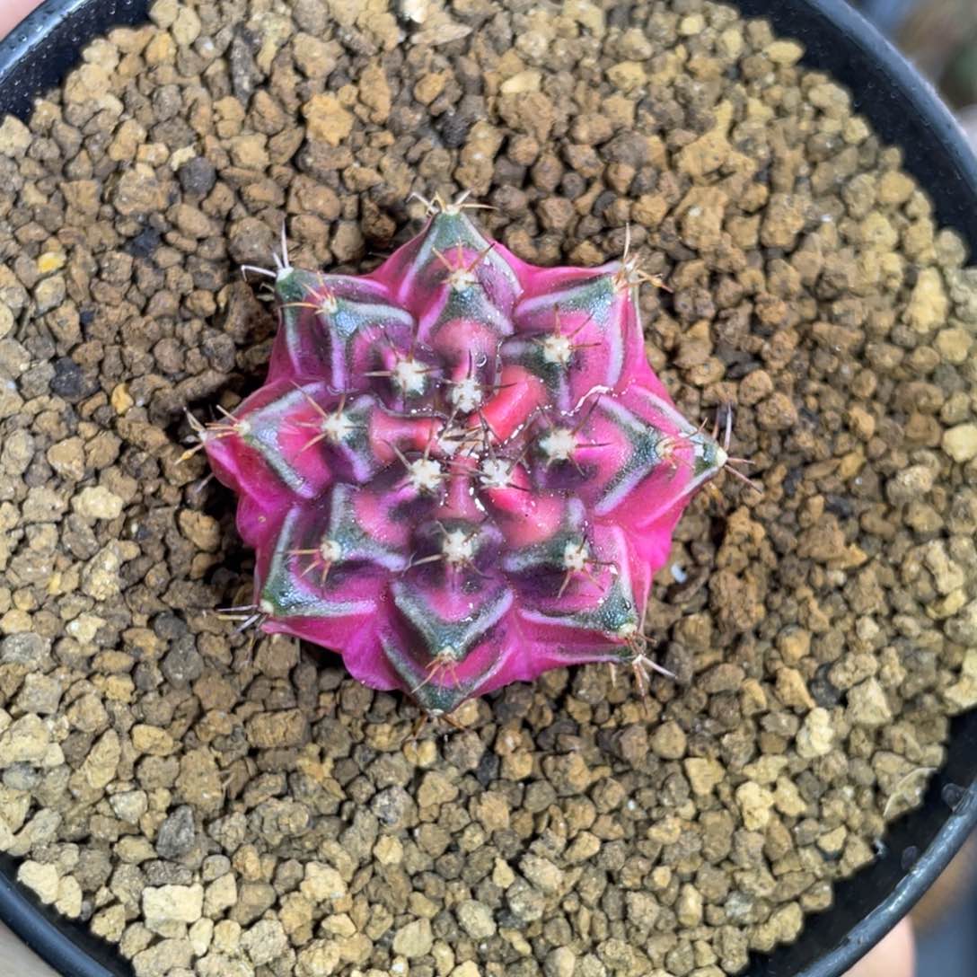 米哈星球00000000103