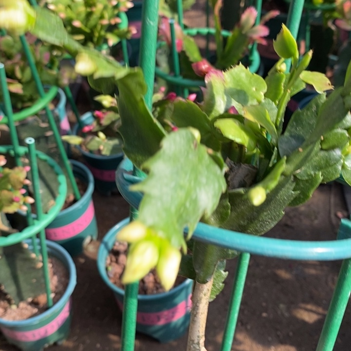 用***8完全开放三色叶仙