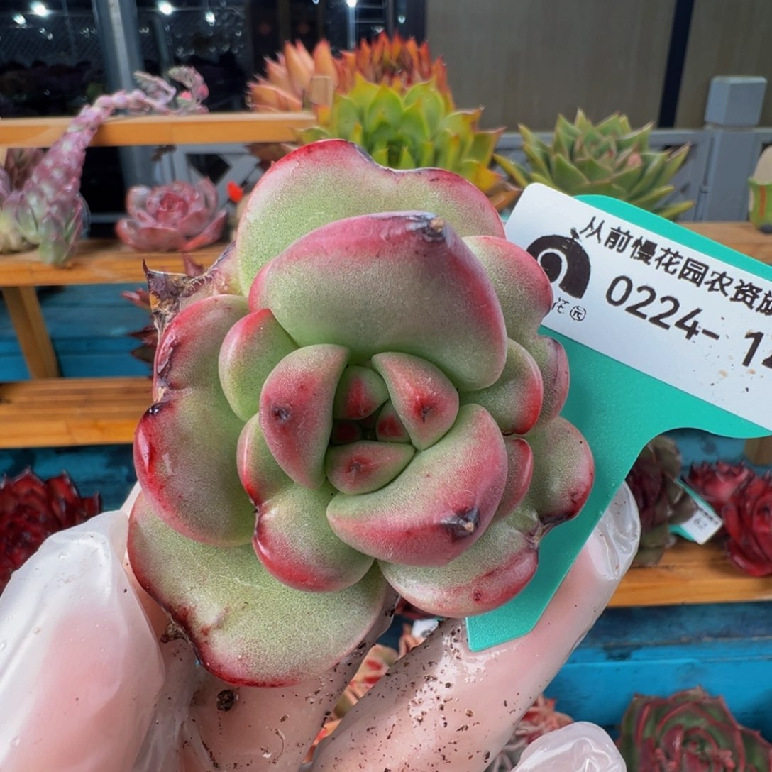 从前慢多肉精选编号0224.143