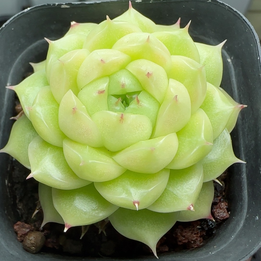 0123-162麦秆包子