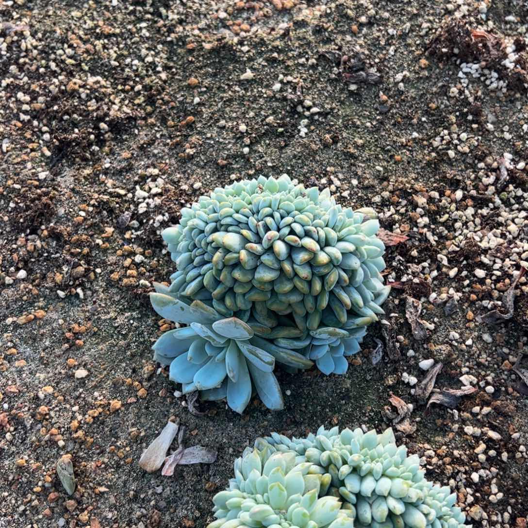 弟弟弟弟今生今世库斯库斯
