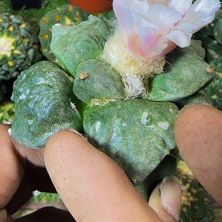 大型种怒涛般025仙人球