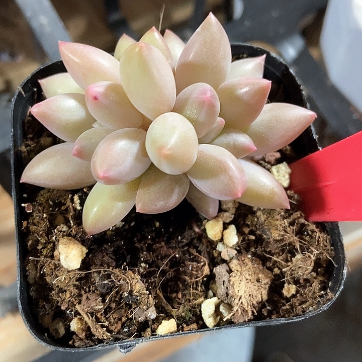 多肉植物车厘子1962