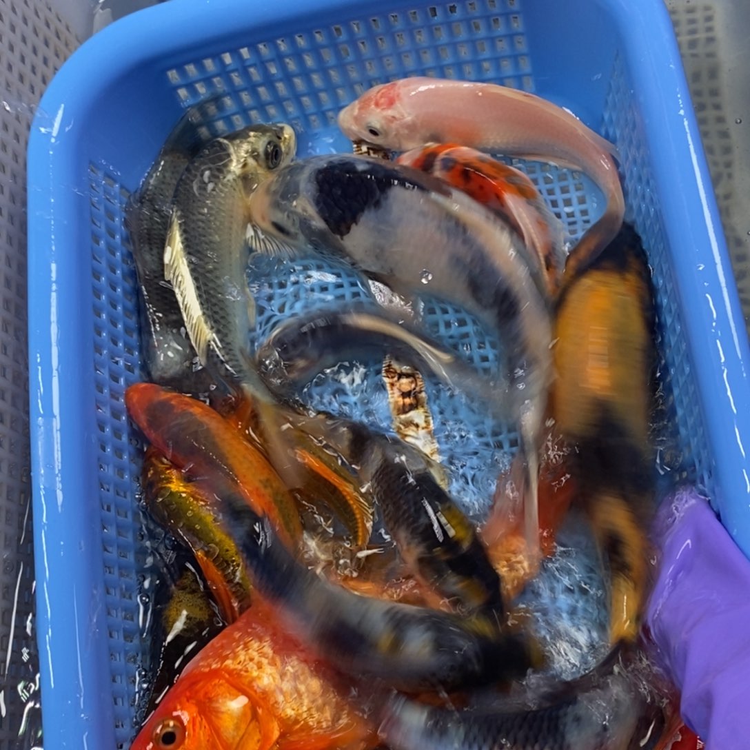 锦鲤冷水锦鲤包邮