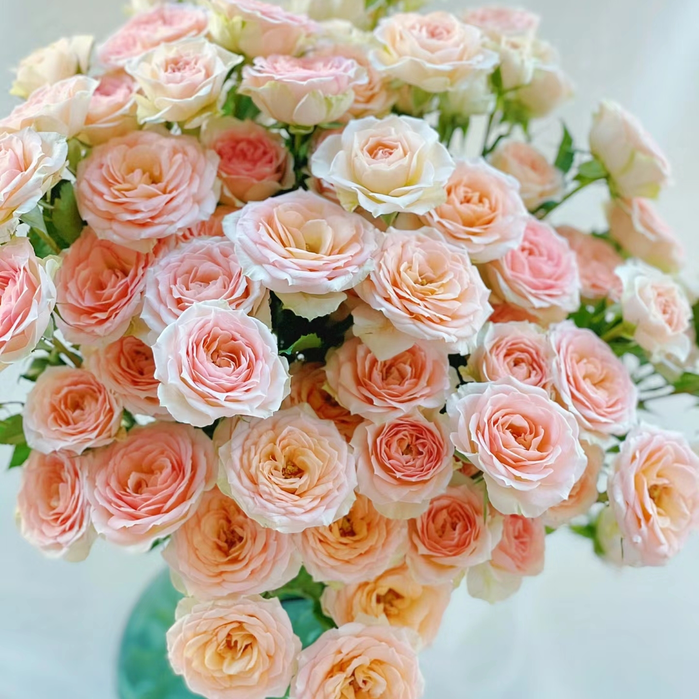 桑赛尔多头玫瑰9支+1支防损 收到先醒花