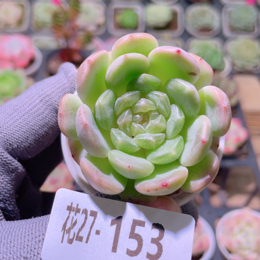 花利美27-153白色恋人