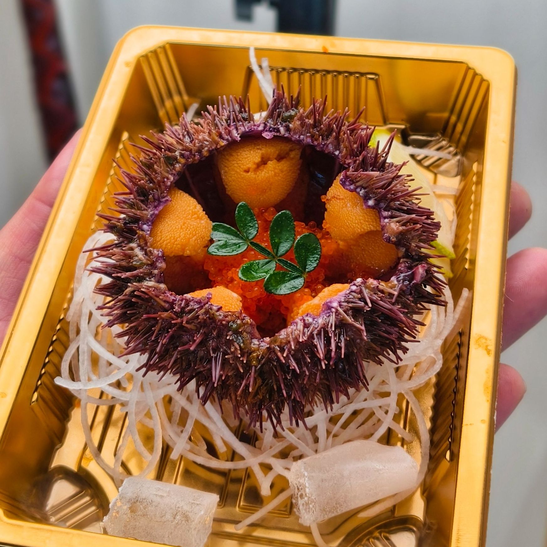 大个头马粪海胆