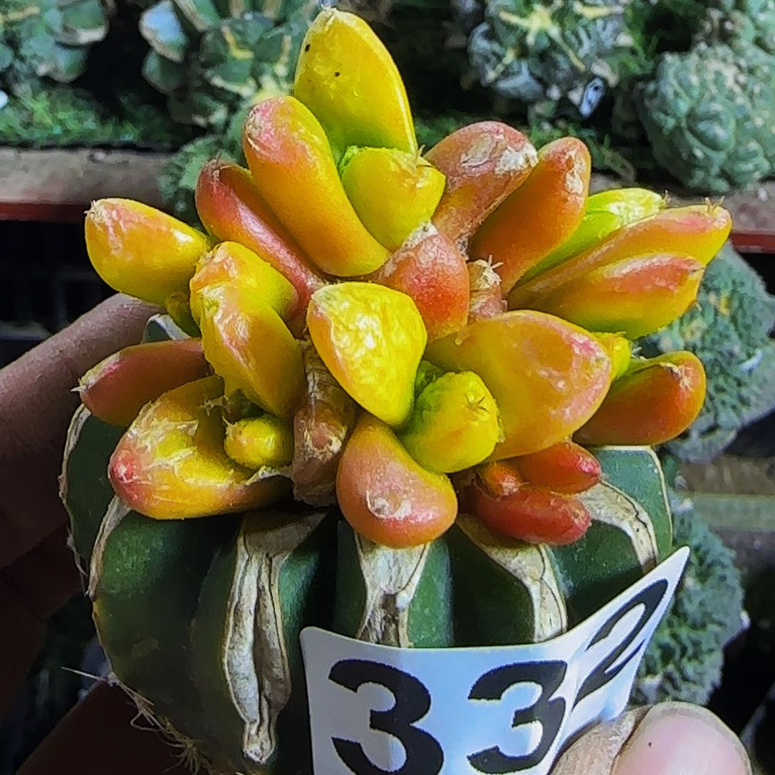 哥斯拉锦群头332