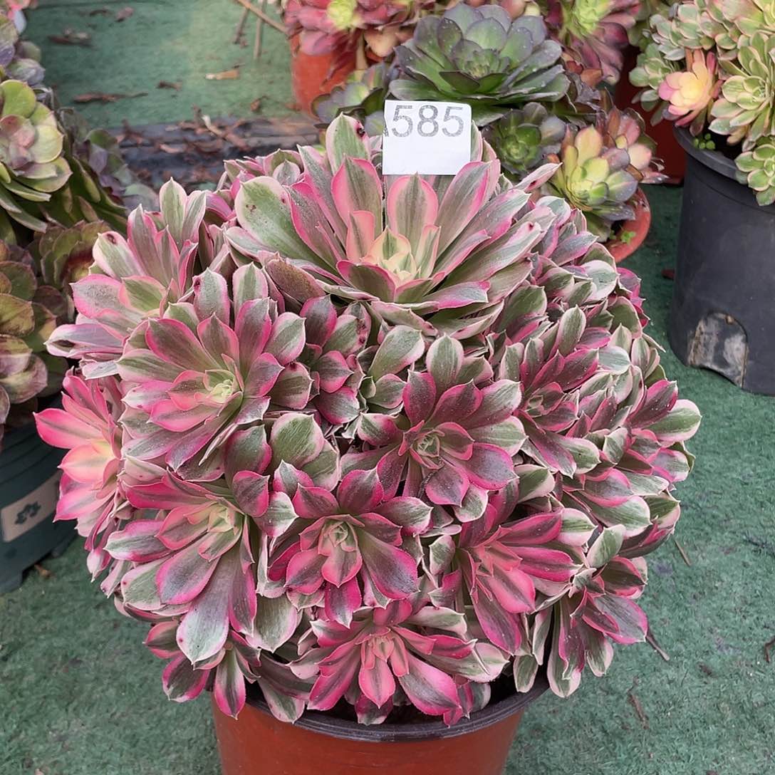 585男神多肉植物，