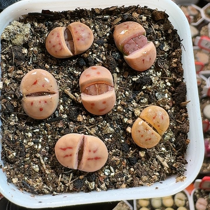 生石花125554。  11