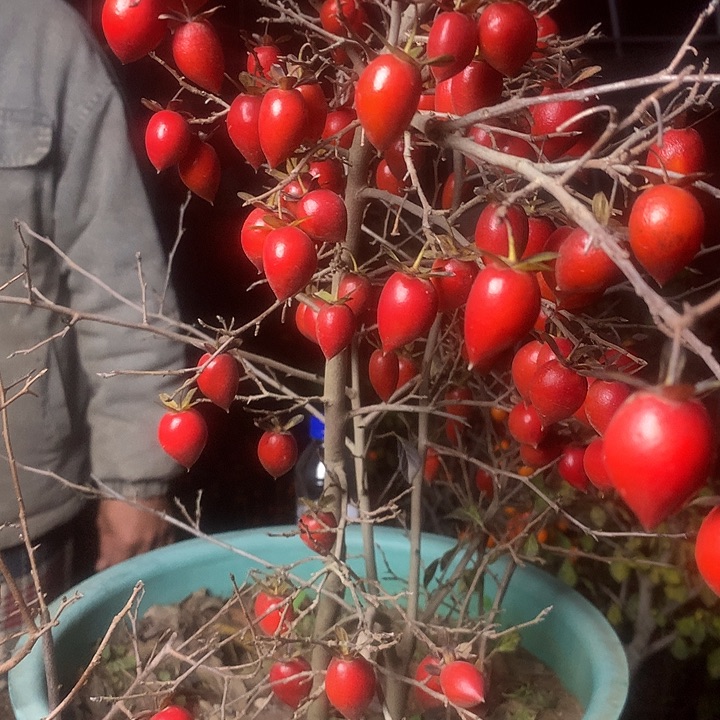 无花朵老鸦的眼睛