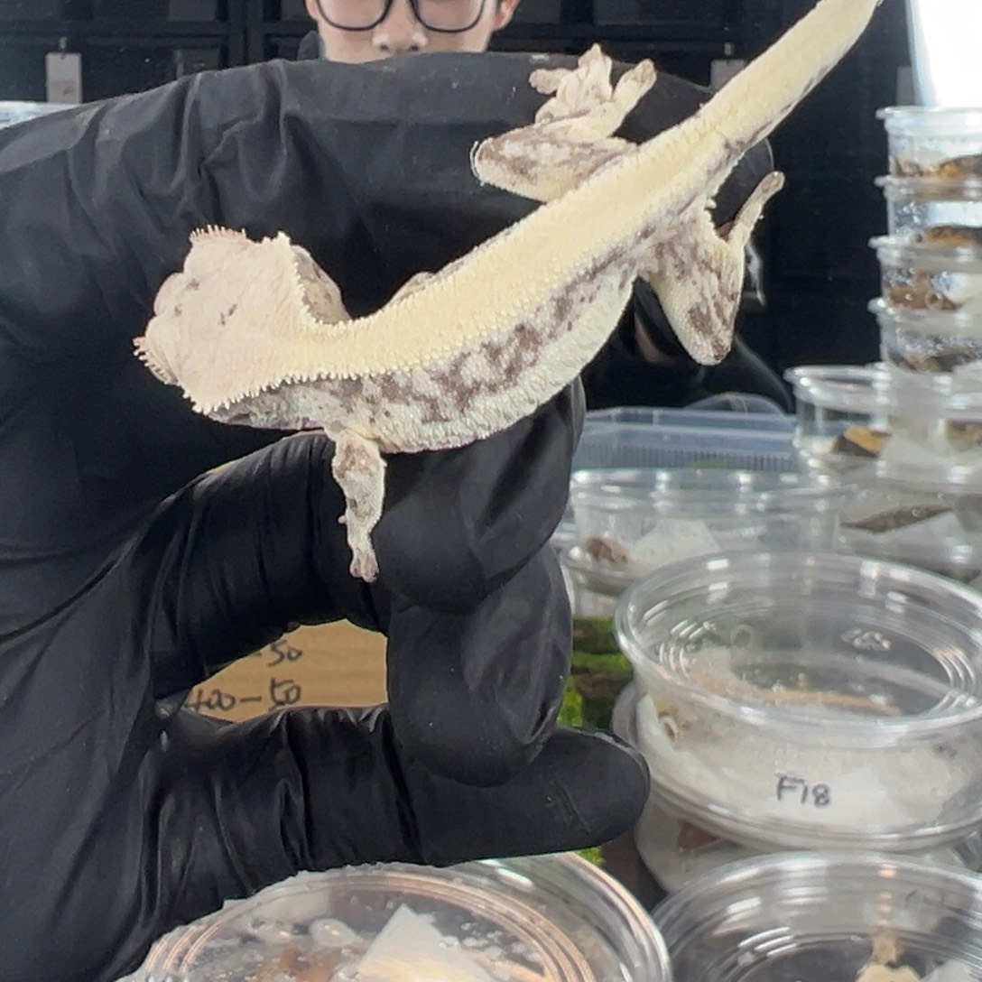 睫角守宫满背超白紫貂莉莉