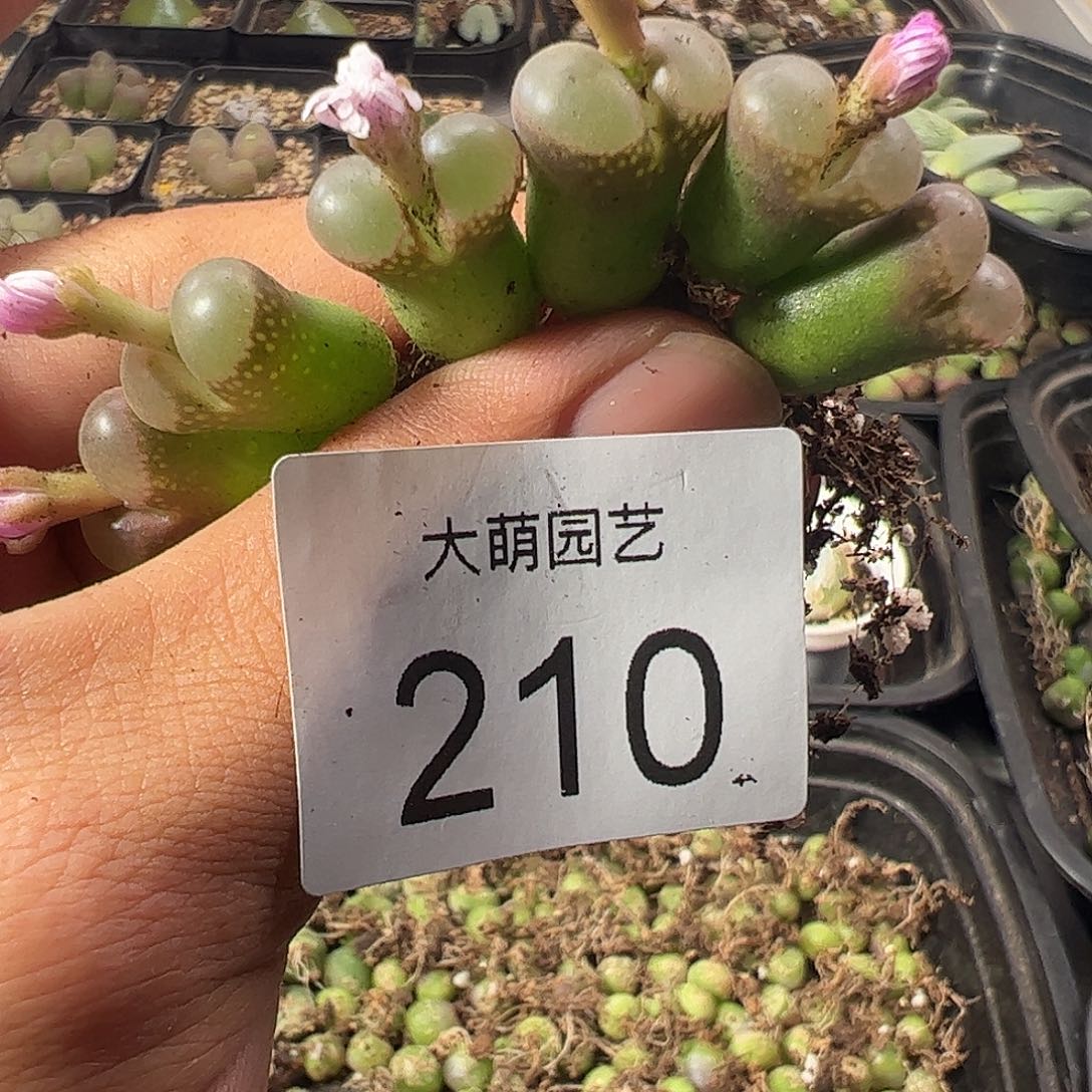 一物一拍。MG1802.1黑眼豆豆210