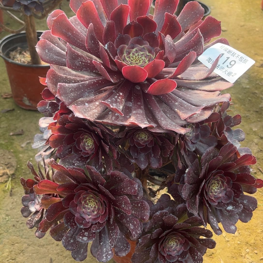 119黑萝莉多肉植物法师