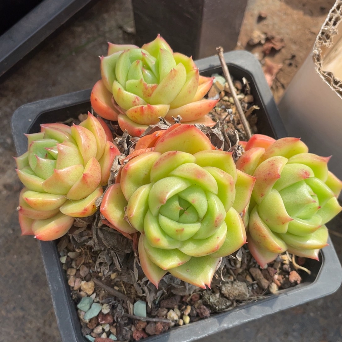 多肉植物盆栽多肉