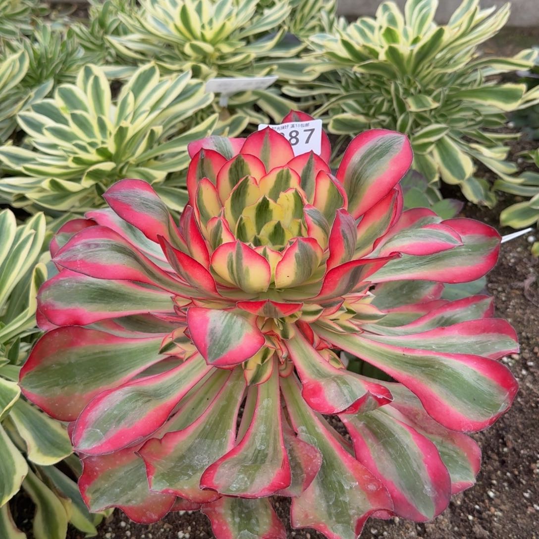 1887爱丽丝。多肉植物