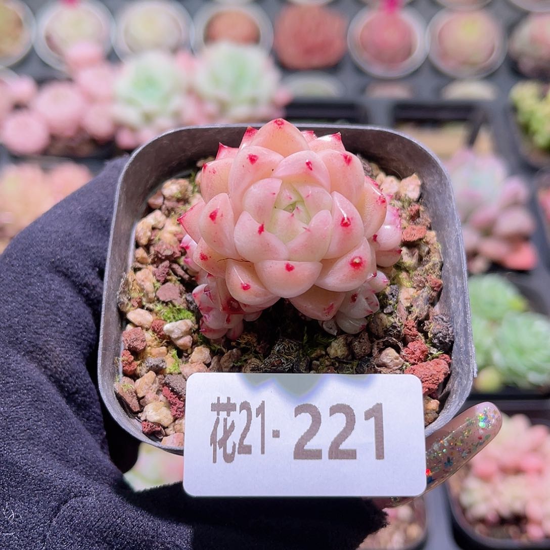 花利美21-221麦秆群