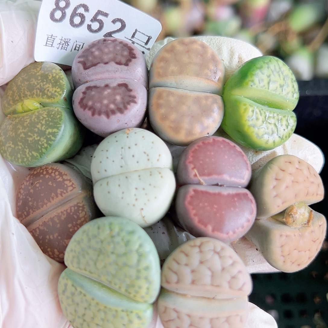 8652 好养易活生石花大母本10个