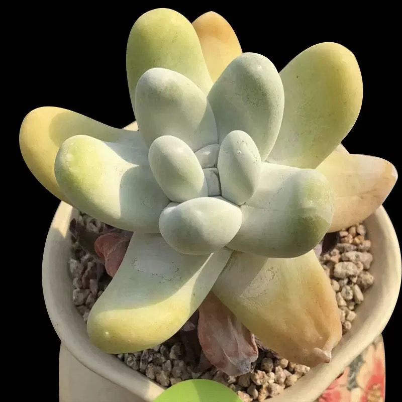 【满9.9包邮】拇指仙女杯6.5cm盆多肉植物以直播间展示为主