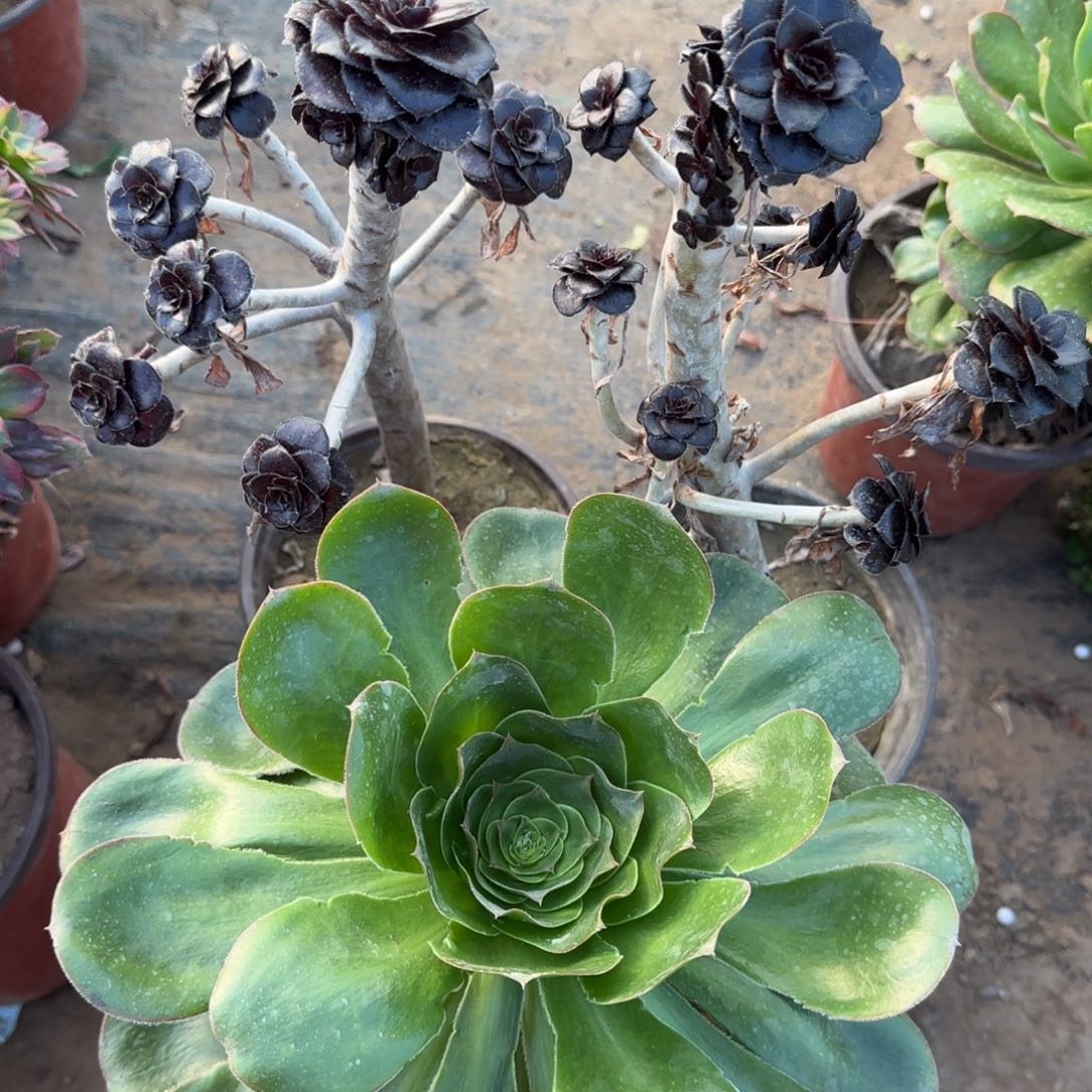 多肉墨豆两颗+艳姿包邮断枝不包三棵