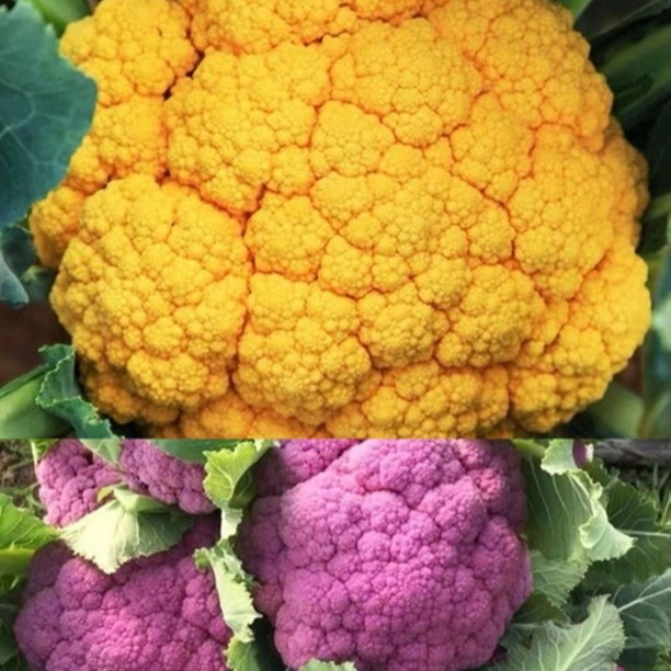 花菜苗黄色花椰菜苗紫色花菜苗秋冬耐寒，种子种苗，阳台庭院盆栽