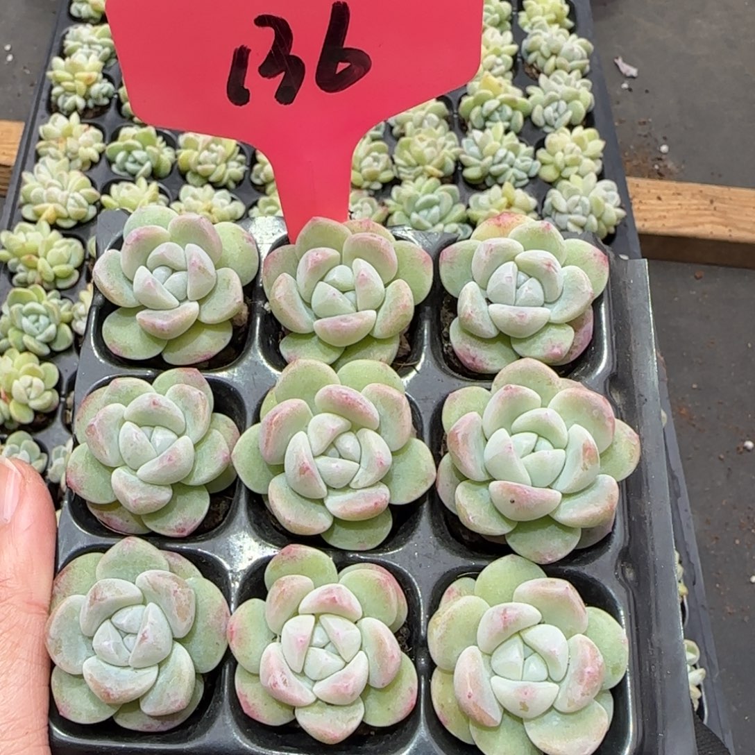 136冰玉单9颗哈哈