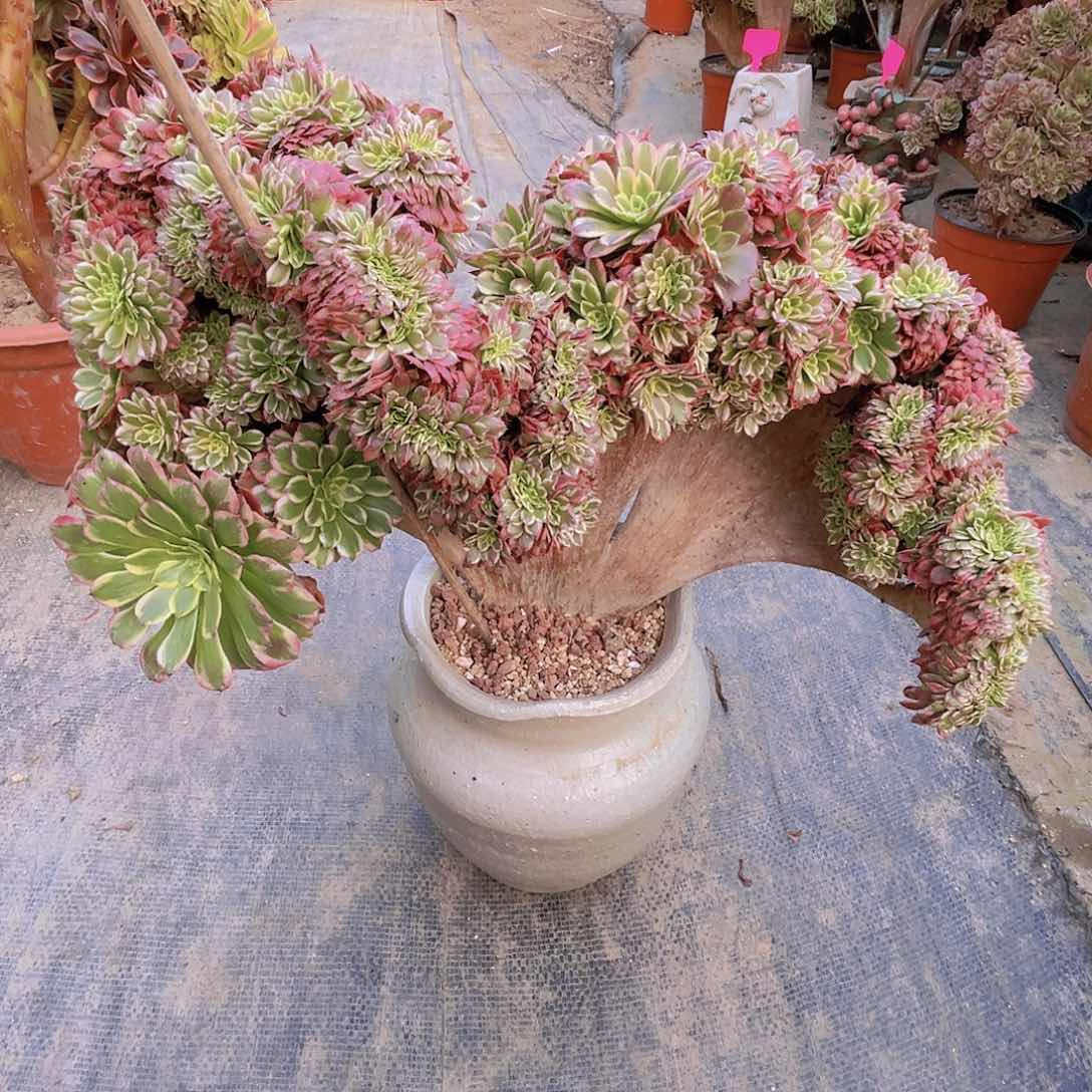 【闪购商品】无花朵朝霞