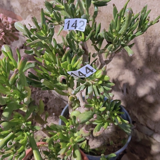 简***哥多肉植物两个喜财树