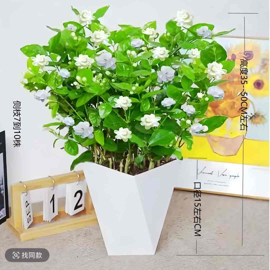 香水【重瓣茉莉】ZY满花苞多年生茉莉花多季节开花阳台庭院花卉