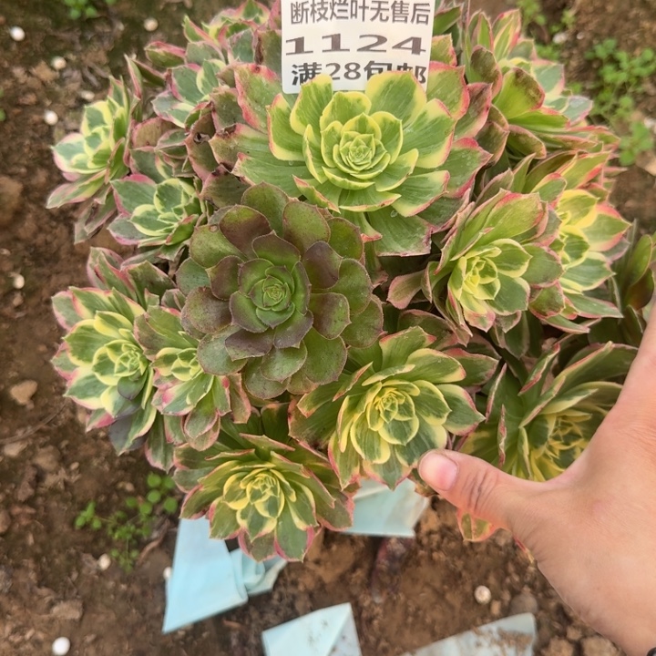 1124二号棚水蜜桃A