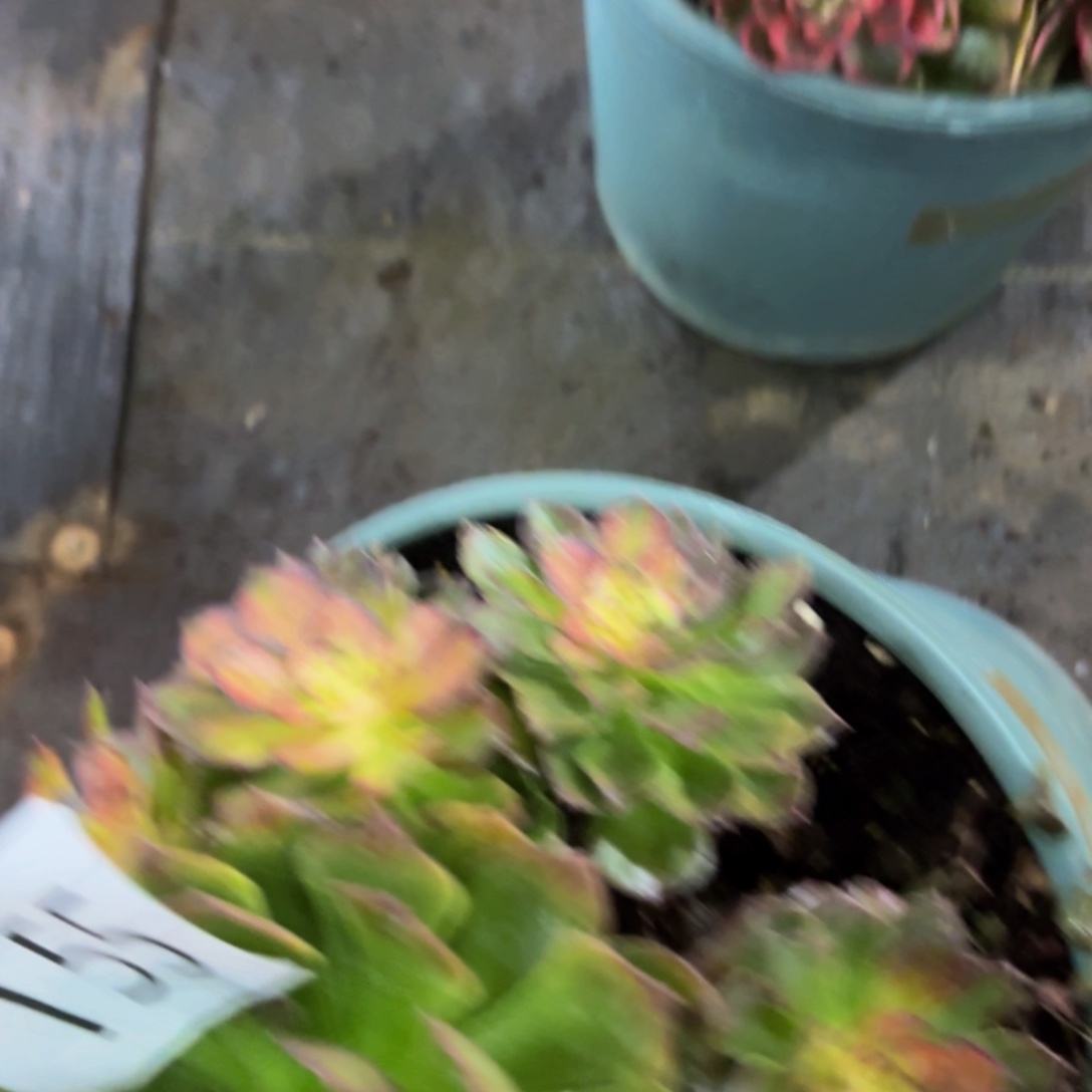 哈哈多肉葡萄福利155