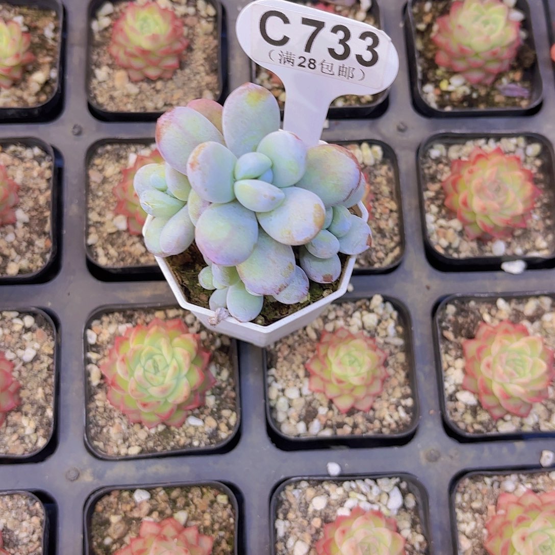 ~***~C733雪美人一物一拍