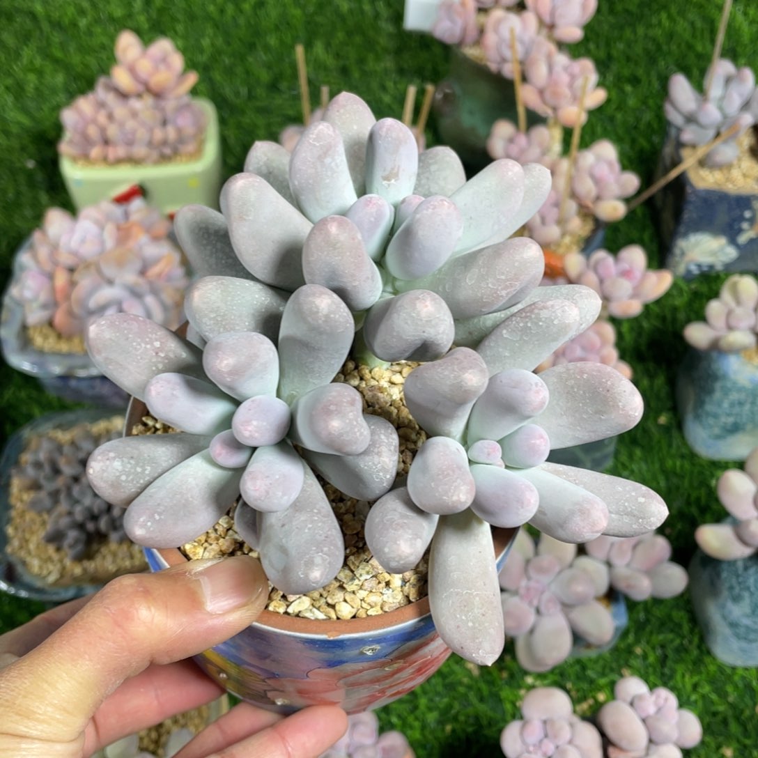 米可奶酪多肉植物