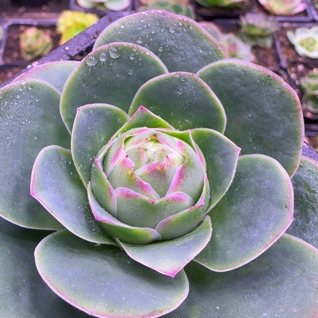 7厘米仙桃玫瑰112424243435