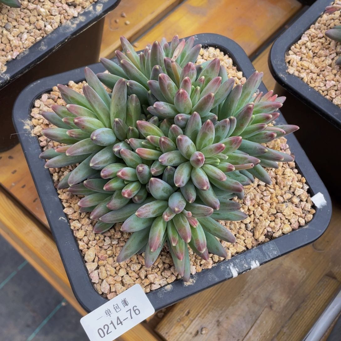 阿*0214-76-伊卡路斯。。。。。