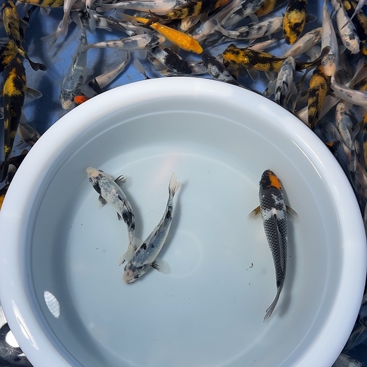 奔***牛锦鲤锦鲤的故事是