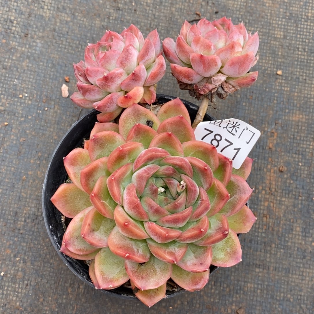 夏****杂交精品多肉7871~12厘米