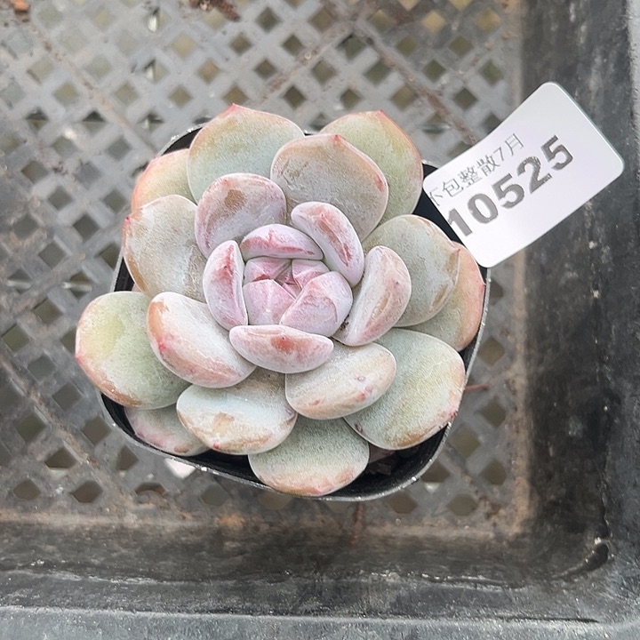 阿雅园艺。    10525星影
