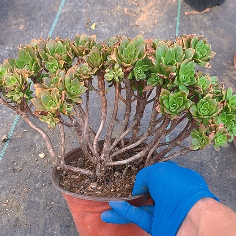 218绿茶多肉植物