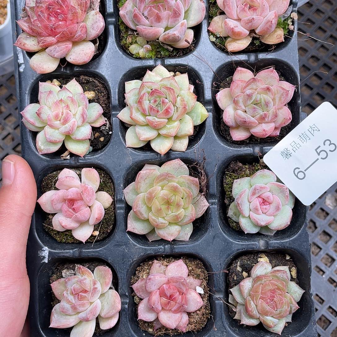 多肉一物一拍6-53