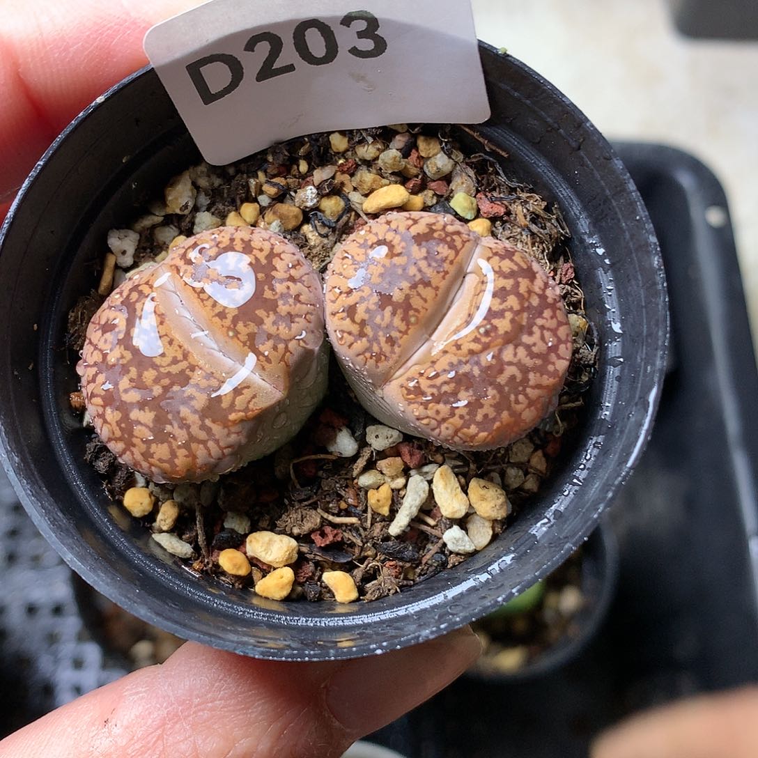 D203多肉植物保护