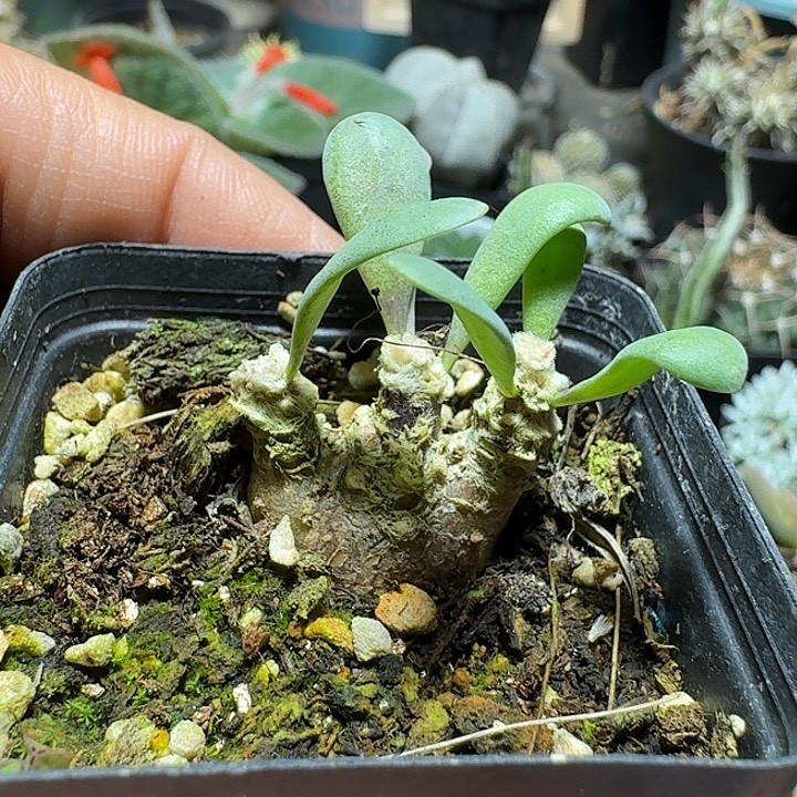 937恩特美厚敦菊带盆发货