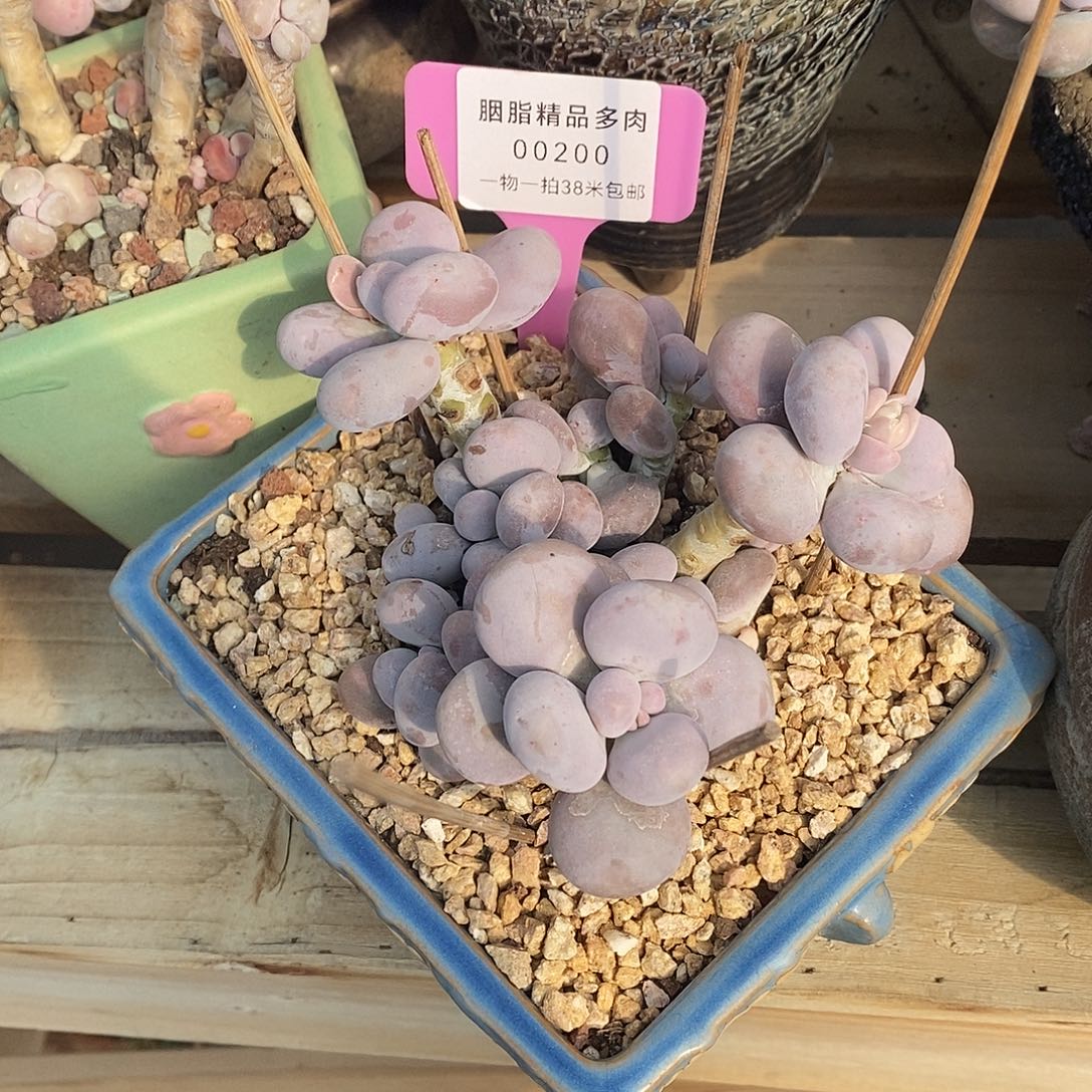 200人咯莉莉咯哦托哦哦哦